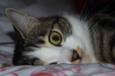 Close-up portrait of a cat