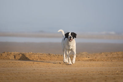 Dog standing on beach