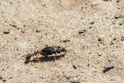 Close-up of crab on sand