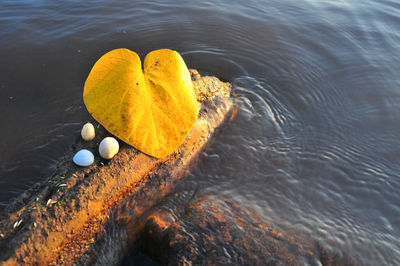 High angle view of leaf floating on water