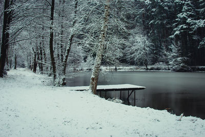 Snow covered plants by lake