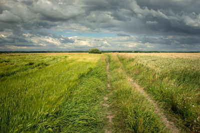 Scenic view of agricultural field against sky