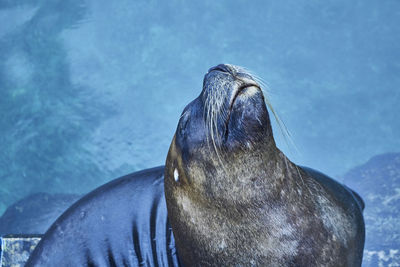 Close-up of seal in water