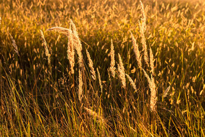 Tranquil scene with close up of golden high grass ears. beauty in nature concept and background