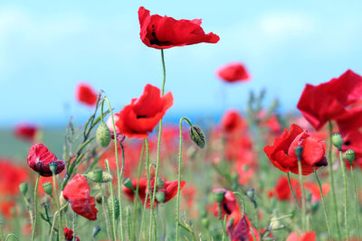 Close-up of red poppy flowers blooming on field against sky