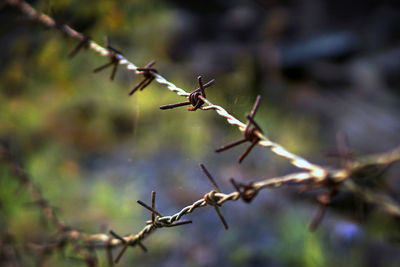 Close-up of rusty barbed wire