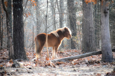 View of dog in forest