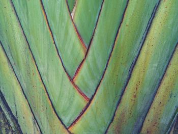 Full frame shot of multi colored leaf