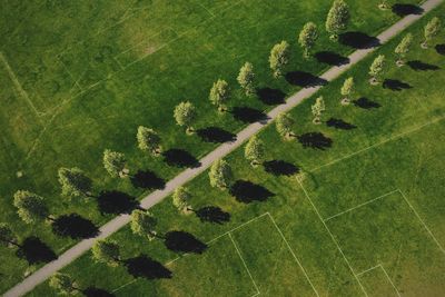 Aerial view of trees on playing field