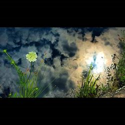 Plants growing against cloudy sky