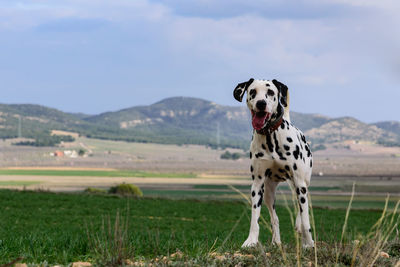 View of a dog on field