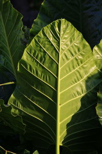 Close-up of green leaves