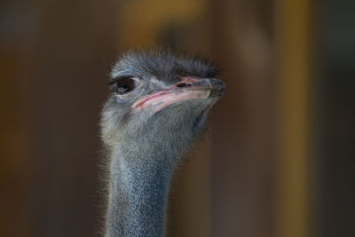 Close-up portrait of bird against blurred background