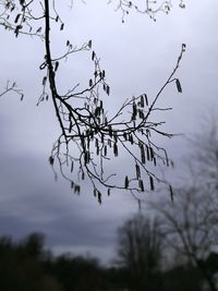 Low angle view of silhouette bare tree against sky