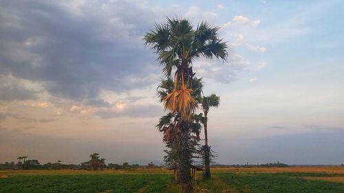 Tree on field against sky during sunset