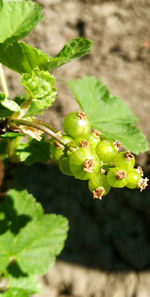 Close-up of flowering plant