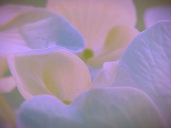 Close-up of pink flowers