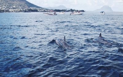 View of dolphin swimming in sea