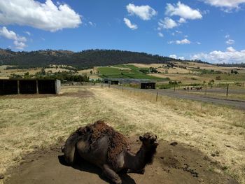 View of sheep on field against sky