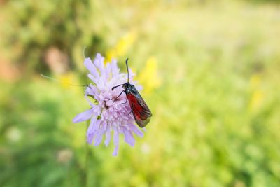 Close-up of insect on purple flower