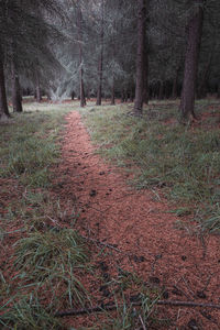 Scenic view of forest