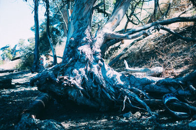 View of trees in forest