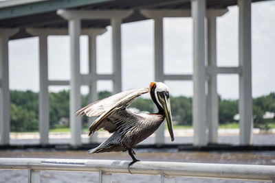 Close-up of pelican perching on railing