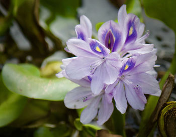 Close-up of water lily blooming outdoors