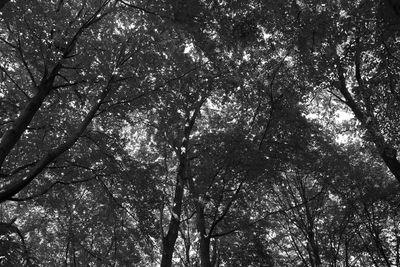 Low angle view of trees against sky