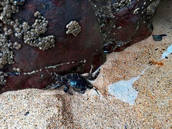 High angle view of insect on rock