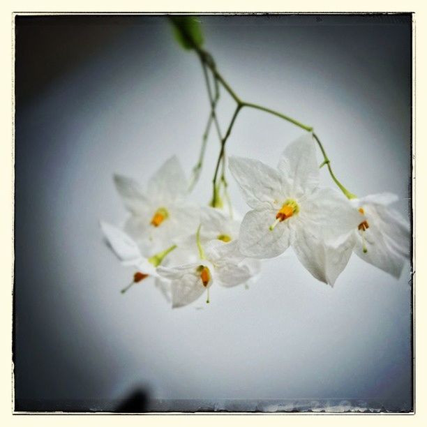 flower, white color, petal, fragility, transfer print, freshness, flower head, auto post production filter, beauty in nature, growth, nature, close-up, white, indoors, stem, blooming, blossom, pollen, focus on foreground, plant