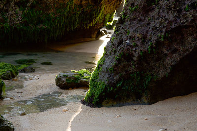 Moss growing on rock in forest