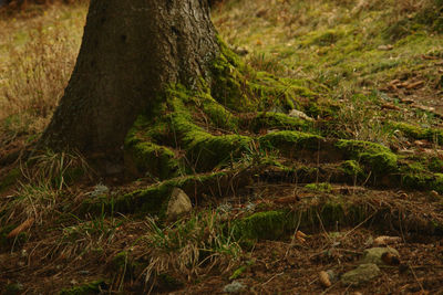 Moss growing on tree trunk