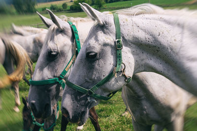 Close-up of horse in field