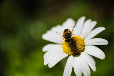 Close-up of bee pollinating on white daisy