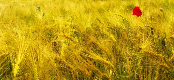 Full frame shot of crop in field