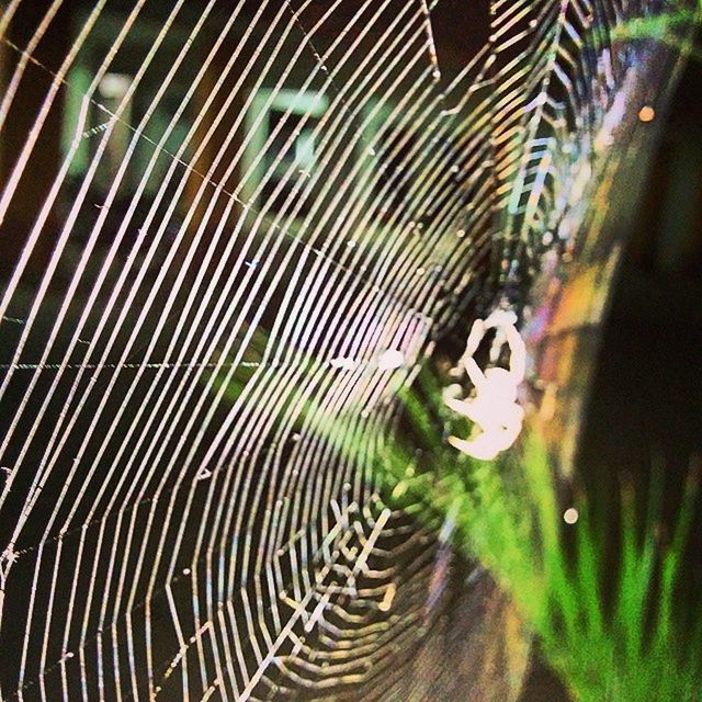 animal themes, pattern, spider web, close-up, animals in the wild, one animal, indoors, natural pattern, full frame, striped, wildlife, backgrounds, abstract, nature, no people, design, spider, selective focus, green color