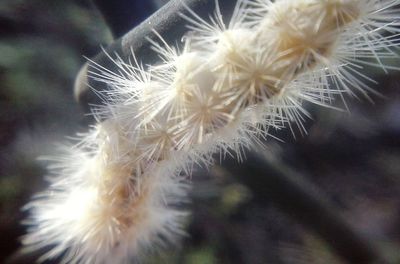 Close-up of dandelion