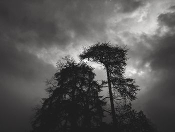 Low angle view of silhouette tree against sky