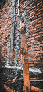 Close-up of lizard on wooden wall