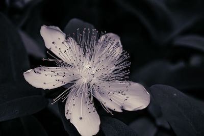 Close-up of flowers blooming outdoors