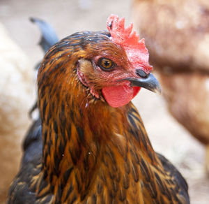 Close-up of rooster