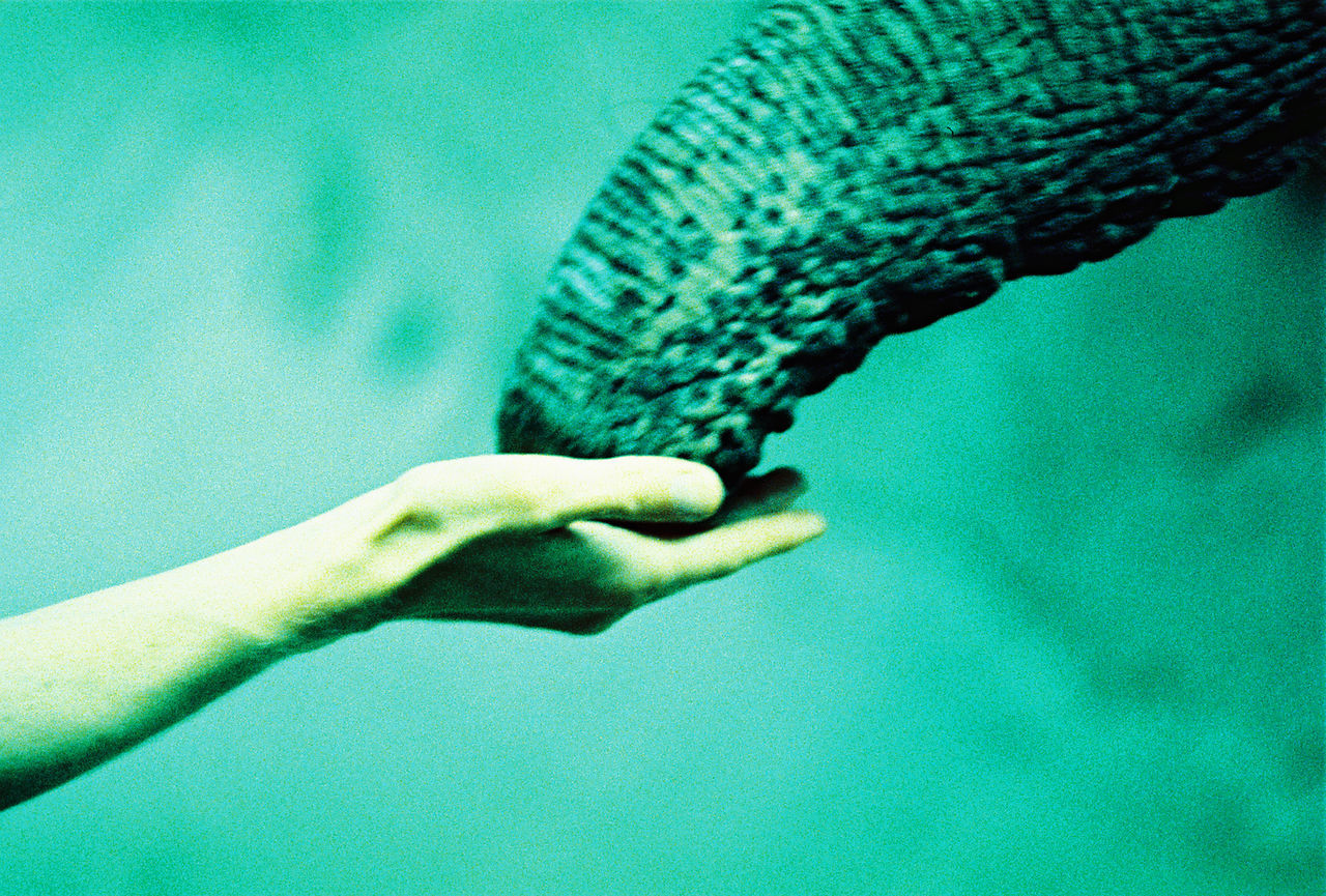 Trunk of an elephant