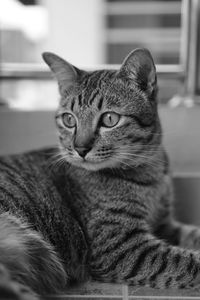 Close-up portrait of a cat at home