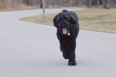 Portrait of dog on road in city