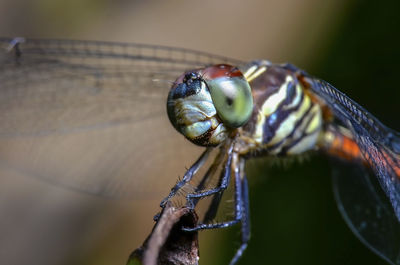 Close-up of dragonfly on hand