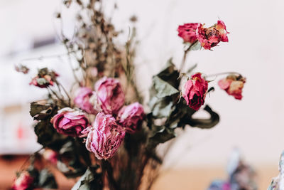 Close-up of pink flowers