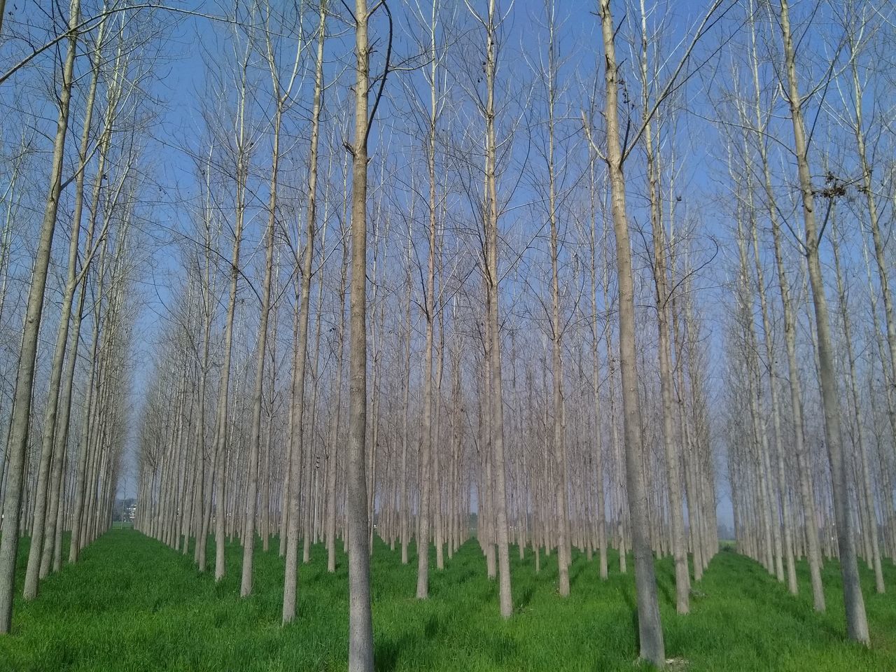 PANORAMIC SHOT OF TREES ON FIELD
