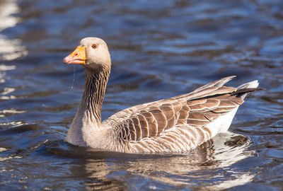 Close-up of greylag goose swimming in lake