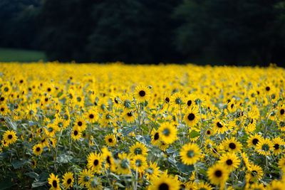 Close-up of yellow flowering plants on field